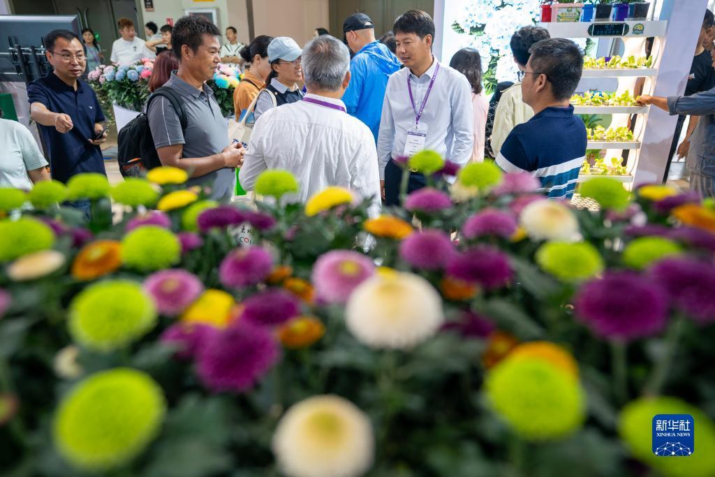 正规现金炸金花